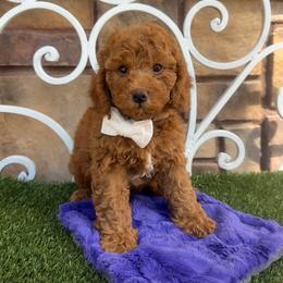 Jerome - Red male Cavapoo puppy in Central, Arizona from Desert Valley Doodles