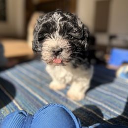 Havanese Puppies from Henry’s Havanese