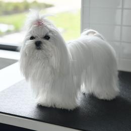 Maltese Puppies from Made to Love Maltese LLC