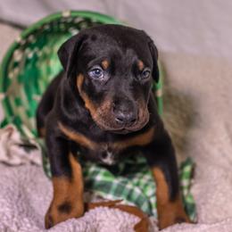 Mr B(brown boy) - Black and rust male Doberman Pinscher puppy in Shelby, North Carolina from IronBee Dobermans