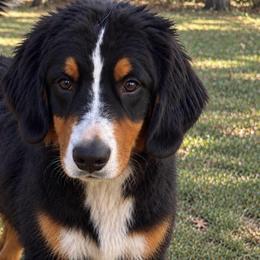 CeCe - Black rust and white female Bernese Mountain Dog puppy in Union Grove, North Carolina from Grove Farm