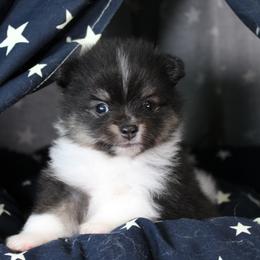 Girl 1 - female Pomeranian puppy in Albany, Indiana from Hatz Off Puppies