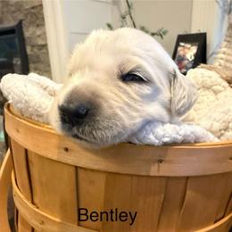 Boy 2 - Light golden male Golden Retriever puppy in Oconto, Wisconsin from Abbie's Golden Retrievers