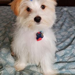 Biewer Terrier and Yorkshire Terrier Puppies from Terry's Terriers
