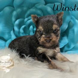 Winston - Chocolate and tan male Yorkshire Terrier puppy in Austin, Texas from Rhine Valley Yorkies