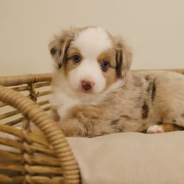 Miniature Australian Shepherd and Toy Australian Shepherd Puppies from Mesquite Tree Aussies