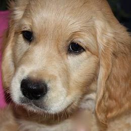 Auregrande Fine English Style Golden Retrievers breeder of Golden Retriever