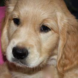 Auregrande Fine English Style Golden Retrievers breeder of Golden Retriever