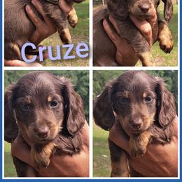 2300..Cruze - Chocolate and tan male Dachshund puppy in Winter Haven, Florida from Gateway 2 Little Paws
