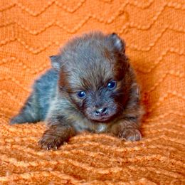 Dancer - Orange sable female Pomeranian puppy in Stroud, Oklahoma from Laik’s Little Shihtz & Poms