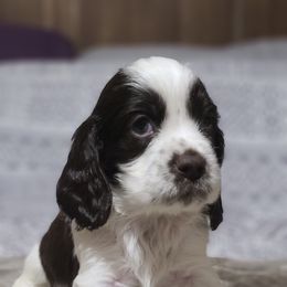 English Springer Spaniel Puppies from Rocky Top Springer Spaniels