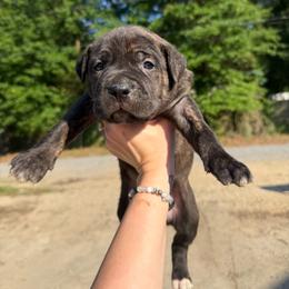 Pink - Black brindle female Cane Corso puppy in Opelousas, Louisiana from Azelees Cane Corso