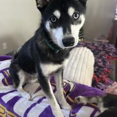 Mazi - Alaskan Klee Kai