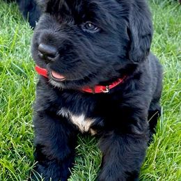 Newfoundland Puppies from CBN