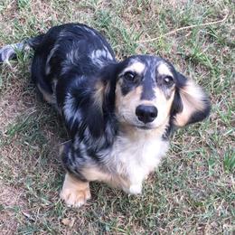 Gatsby - Dachshund