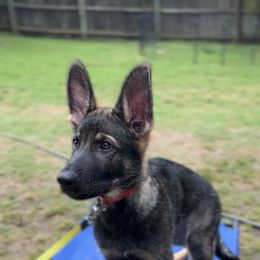 German Shepherd Puppies from Paws Of Germany