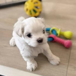 Little Black - White male Maltese puppy in Victoville, California from T&C Maltese