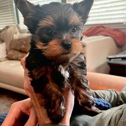 Christopher Robin - Boy puppy - Blue and gold male Yorkshire Terrier puppy in Palm Bay, Florida from Bricriu Kennels, Reg.