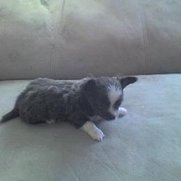 Chihuahua Puppies from Chilove Chihuahuas