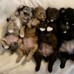 Poodle Puppies from Townsend Poodles