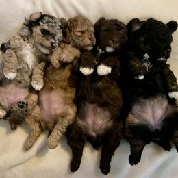 Poodle Puppies from Townsend Poodles