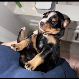 Levi - Black tri male Miniature Australian Shepherd puppy in Sweeny, Texas from Peach Creek Minis