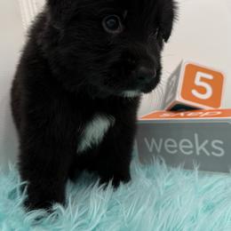 German Shepherd Puppies from Vom Broward Haus