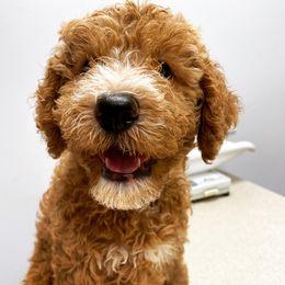 Goldendoodle Puppies from Doodley Doodles