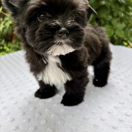 Ozzy - Black and tan male Yorkshire Terrier puppy in Bunnell, Florida from Royal Biewer and Royal Aussies