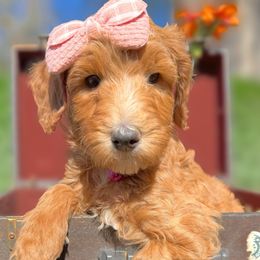 Penelope - Apricot female Goldendoodle puppy in Willacoochee, Georgia from Kitandkboodle's Doodles