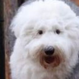 Bubbie - Old English Sheepdog