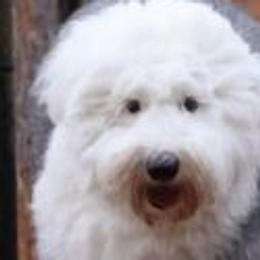 Bubbie - Old English Sheepdog