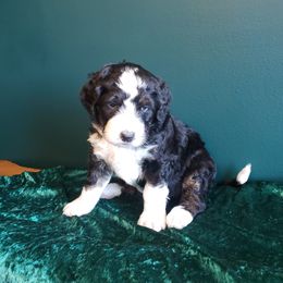 Bernedoodle Puppies from Badlands Bernedoodles