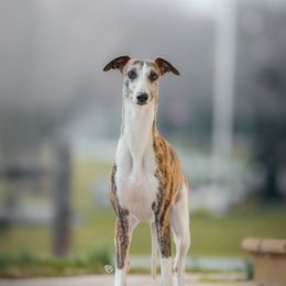 Kelsee - Whippet