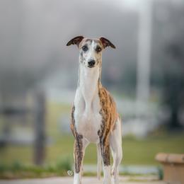 Kelsee - Whippet