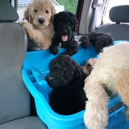 Goldendoodle and Poodle Puppies from Cristin's Poodles