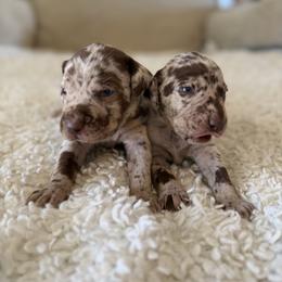 Male 1 and 2 - Red merle male Catahoula Leopard Dog puppy in Manchester, Tennessee from Middle TN Leopard Catahoulas and Middle TN Bassett Hounds