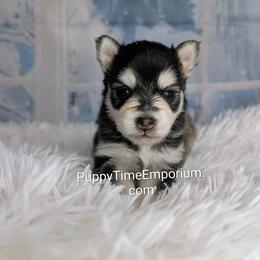 Thunder - 2200 - Black and white male Pomsky puppy in Spring Hill, Florida from www.PuppyTimeEmporium.com