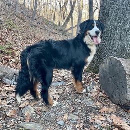 Molly - Bernese Mountain Dog