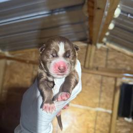 Boy 1 - Red and white male Siberian Husky puppy in Uhland, Texas from Siberian Huskies