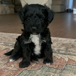 Andrew - Tri-color male Yorkipoo puppy in Calimesa, California from Teakwoodpoodleofsocal