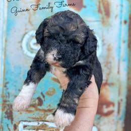 Bolt - Tri-color male Bernedoodle puppy in Grove, Oklahoma from Guinn Family Farms