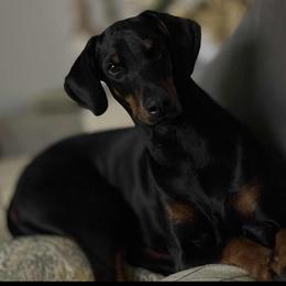 Miss Kitty - Doberman Pinscher