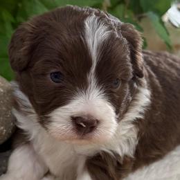 Frost - Red male Aussiedoodle puppy in Arrington, Tennessee from Tumblin T Aussies and Aussiedoodles