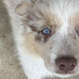Miniature Australian Shepherds from Edwina's Aussies