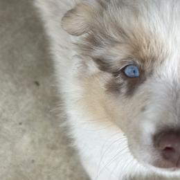 Miniature Australian Shepherds from Edwina's Aussies