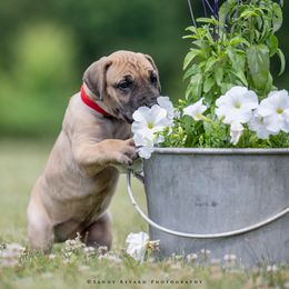 Great Dane Puppies from Ellenni Danes