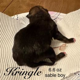 Kringle - Red sable male Pomeranian puppy in Eden, North Carolina from Whippoorwill Pomeranians