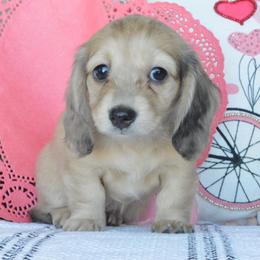 Dachshund Puppies from Dreamheart Dachshunds