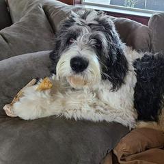 Cockapoos and Saint Berdoodles from Doodleloveforever